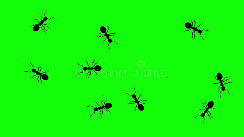 Рой муравьев, CG одушевил силуэты на зеленом экране, безшовной петле