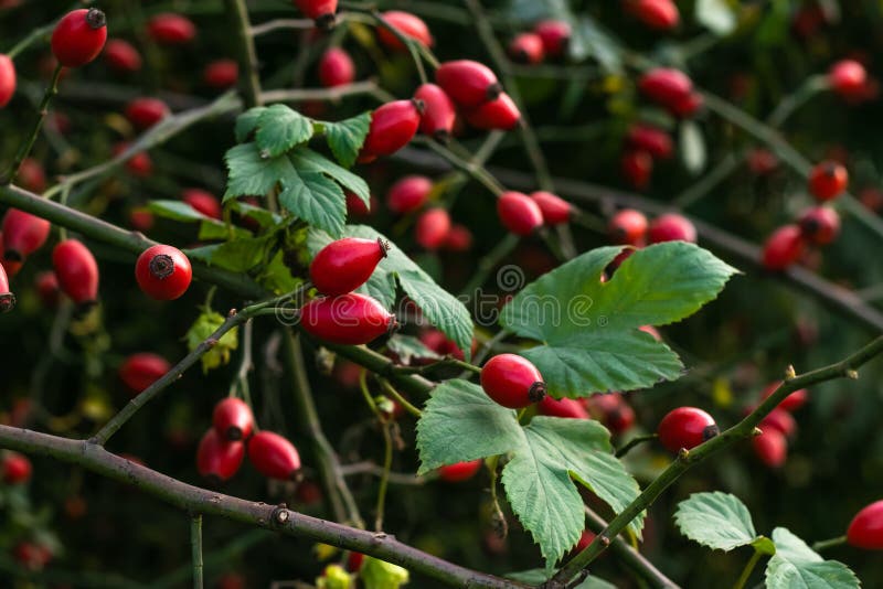 Rosa canina fruit. Rosehip bush in October. The rose hip in autumn. Berries on a bush. Rosa canina fruit. Rosehip bush in October. The rose hip in autumn. Berries on a bush