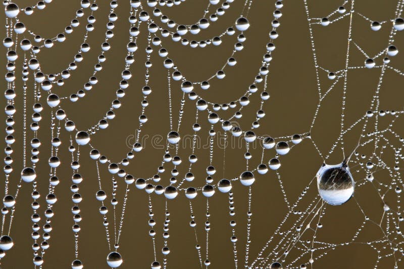 Роса покрыла spiderwebs в болотистых низменностях