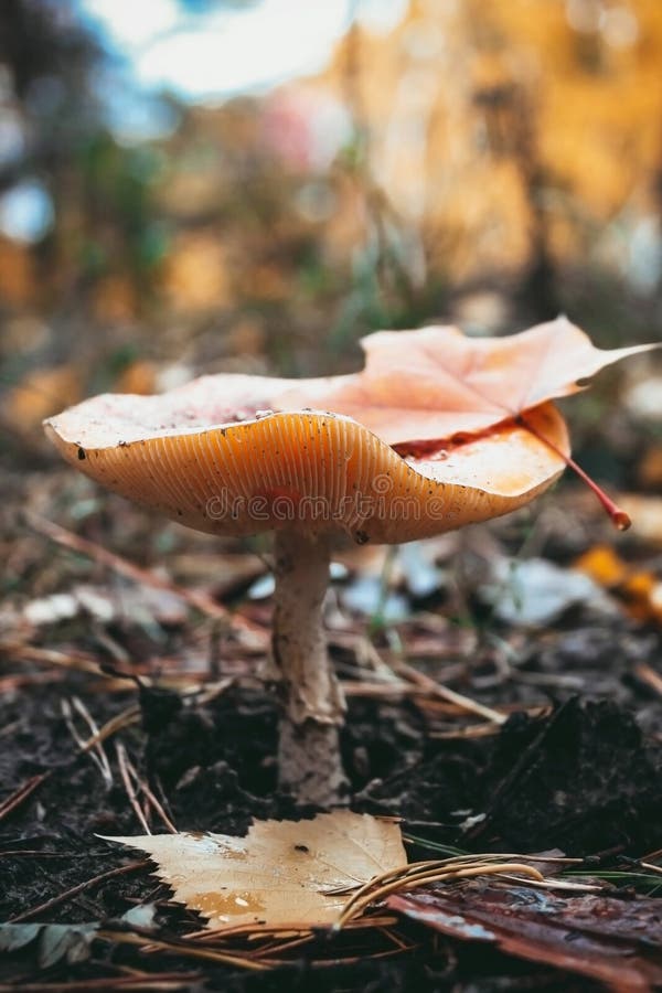 Рост гриба в лесе, muscaria красного toadstool ядовитый мухомора пластинчатого гриба мухы грибное стоковое фото rf Рост гриба в лесе, muscaria красного toadstool ядовитый мухомора пластинчатого гриба мухы грибное стоковое фото rf