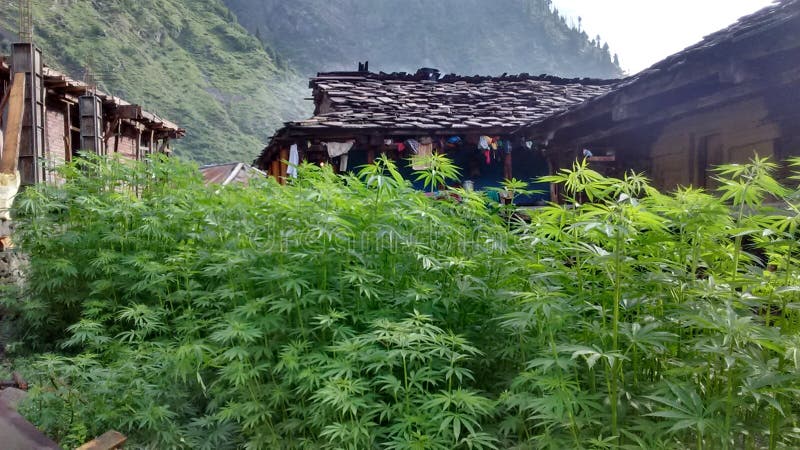 Конопля деревня способ выращивания марихуаны
