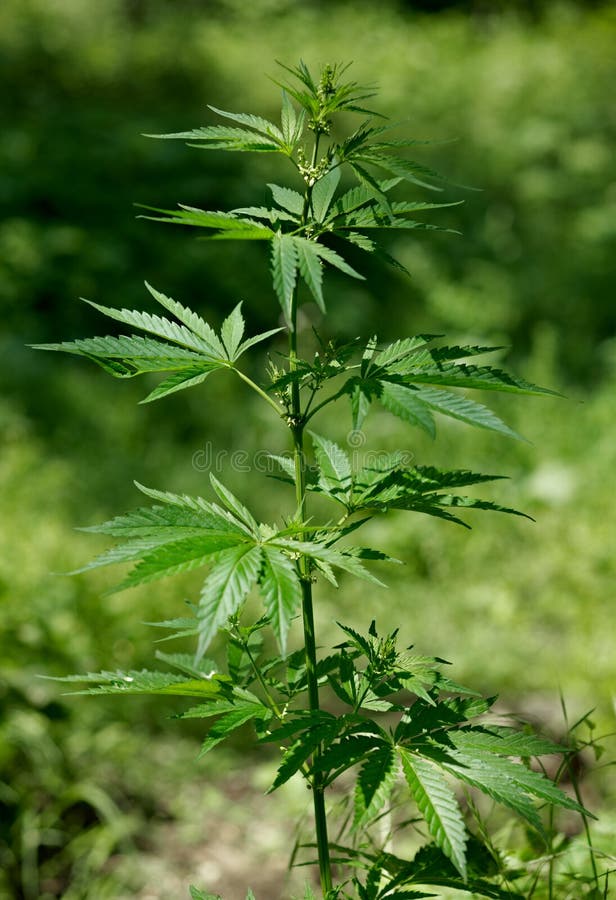 марихуана вытягивается росток