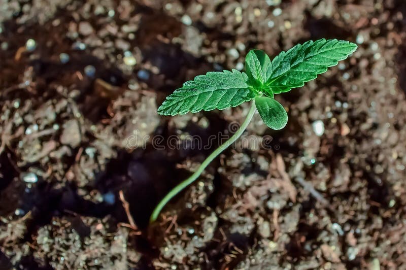 как выглядит росток марихуаны