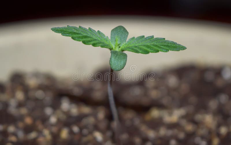 Сломался росток марихуаны обвисают листья конопли