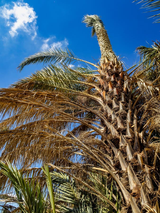 Рощи ладони, Palmeral в Elche около Аликанте в Испании стоковое фото rf Рощи ладони, Palmeral в Elche около Аликанте в Испании стоковое фото rf