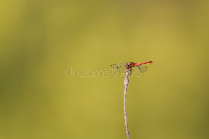 Рубиновый dragonfly meadowlark садился на насест на ручке стоковая фотография Рубиновый dragonfly meadowlark садился на насест на ручке стоковая фотография
