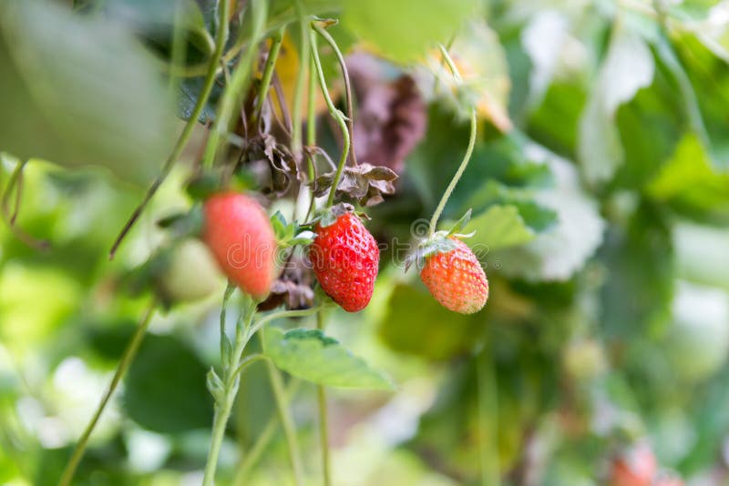 Рудоразборка собственной личности на полениках Agronen в Gedera стоковая фотография rf Рудоразборка собственной личности на полениках Agronen в Gedera стоковая фотография rf