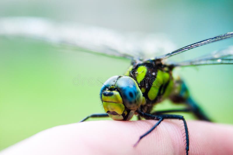 рука dragonfly малая стоковое фото rf рука dragonfly малая стоковое фото rf
