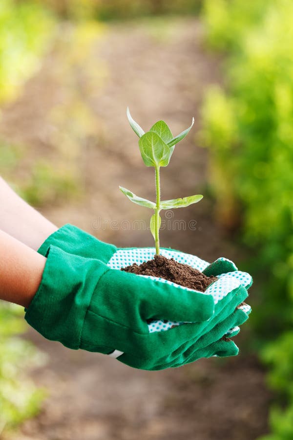 Gardeners hand in gloves, holding plant in earth. Gardeners hand in gloves, holding plant in earth