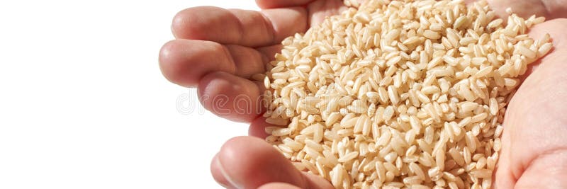 A hand, filled with hope, holds brown rice, aiding global efforts against hunger. The grains symbolize diverse cultures and organic, nutritious food. Horizontal banner. A hand, filled with hope, holds brown rice, aiding global efforts against hunger. The grains symbolize diverse cultures and organic, nutritious food. Horizontal banner