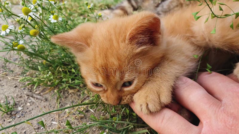 рука человека, осматривающая оранжевого котёнка. маленький рыжий кот, лежащий на спине среди цветущей ромашки, играющей с хозяином видеоматериал