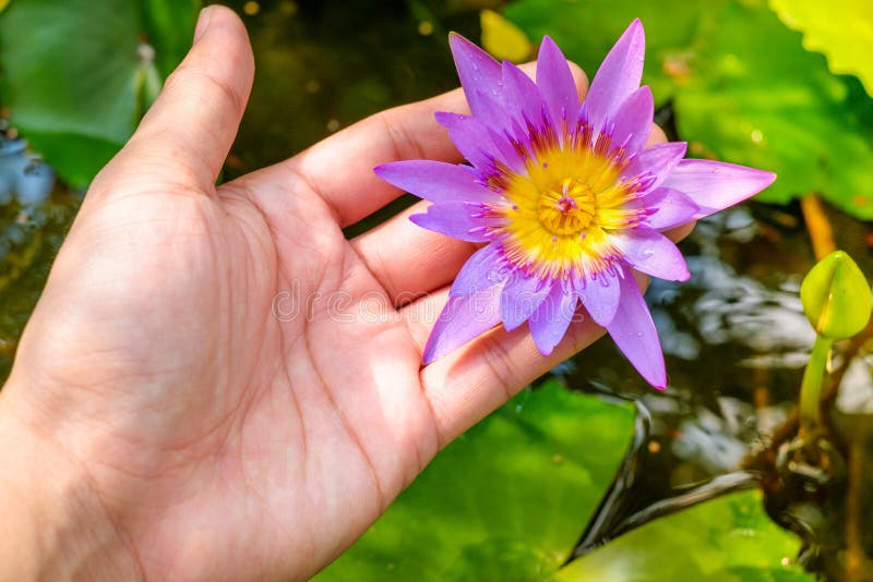 Руки держа цветок лотоса waterlily против листьев стоковые фото Руки держа цветок лотоса waterlily против листьев стоковые фото