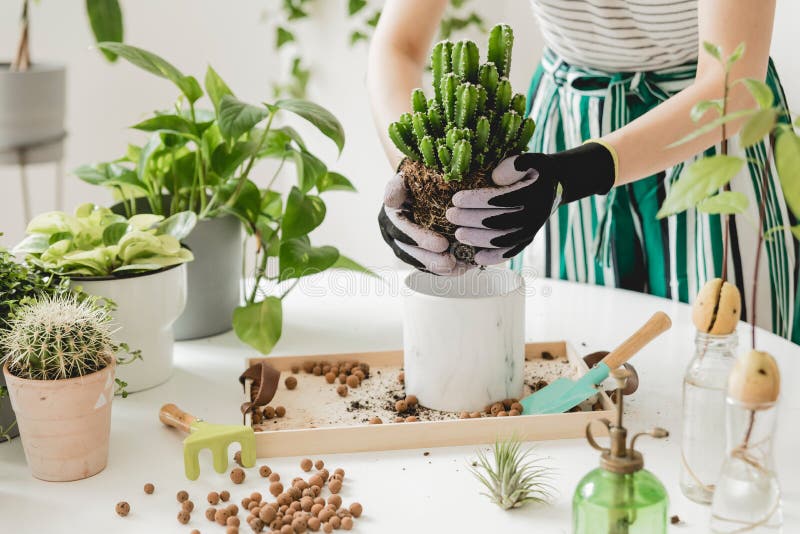 Home gardener transplanting plants in ceramic pots on the white wooden table. Concept of home garden. Spring time. Stylish interior with a lot of plants. Taking care of indoor potted plants. Template. Home gardener transplanting plants in ceramic pots on the white wooden table. Concept of home garden. Spring time. Stylish interior with a lot of plants. Taking care of indoor potted plants. Template.