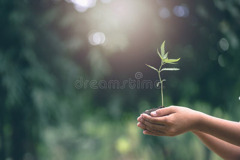 Child hands holding and caring a young green plant, Hand protects seedlings that are growing, planting tree, reduce global warming, growing a tree, love nature, World Environment Day. Child hands holding and caring a young green plant, Hand protects seedlings that are growing, planting tree, reduce global warming, growing a tree, love nature, World Environment Day.