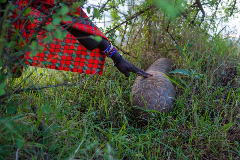 Guide touches scales of pangolin in grass. Guide touches scales of pangolin in grass