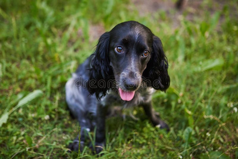 Русская охотясь чернота Spaniel и серое усаживание на траве, вставляя вне его язык стоковая фотография rf