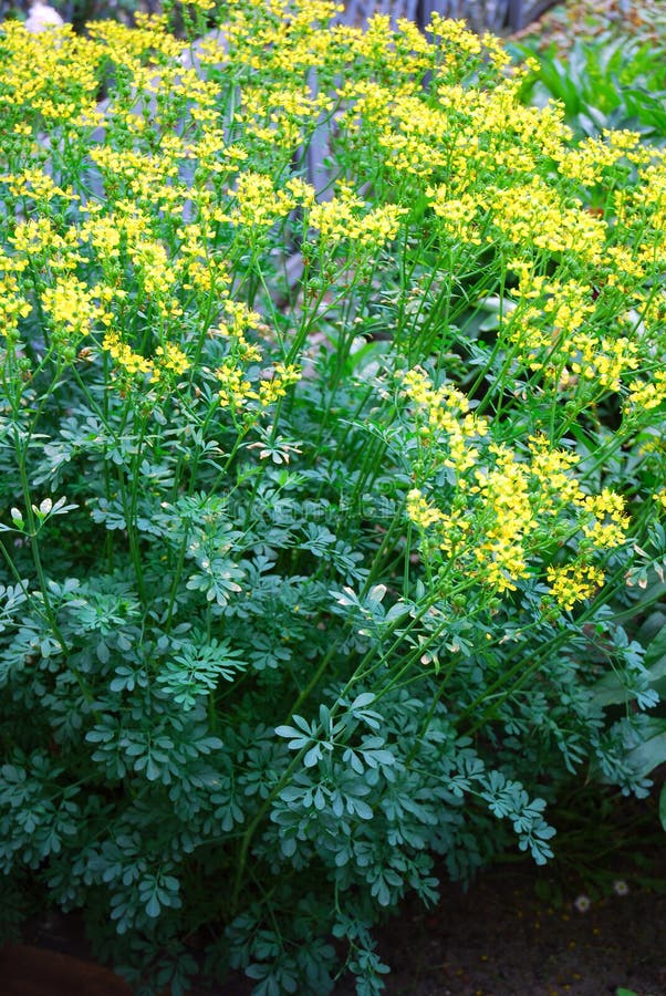 Common Rue (Ruta graveolens) as lithuanian symbol of virginity. Common Rue (Ruta graveolens) as lithuanian symbol of virginity