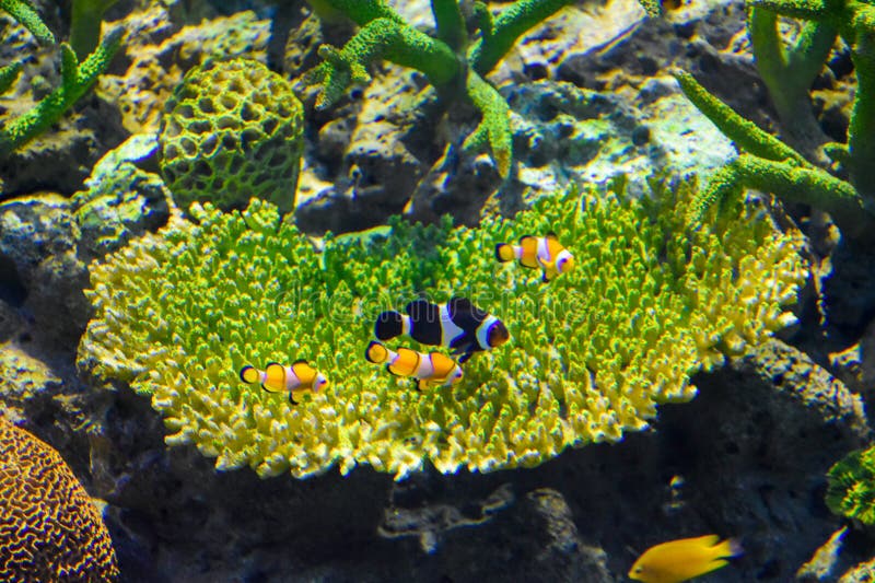 рыба-клоун и черная рыба-клоун на зеленом море aeuro lsaquo aeuro lsaquo anemone под водой с различными породами и коралловым фоно стоковые изображения rf