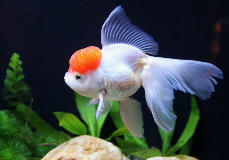 Рыбка Redcap стоковые фото Рыбка Redcap стоковые фото