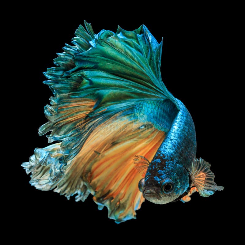 Рыбы Betta стоковая фотография rf Рыбы Betta стоковая фотография rf