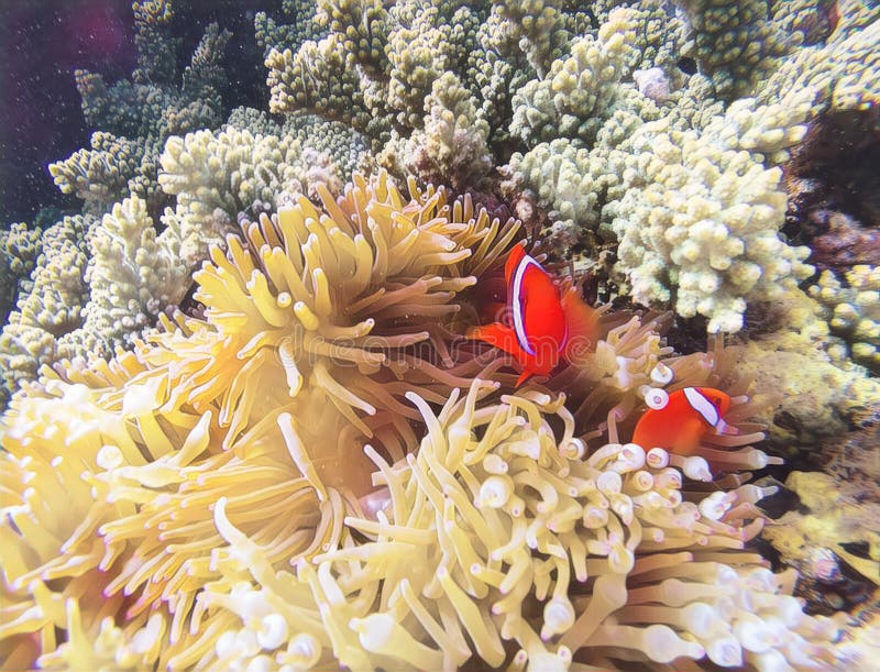 Рыбы коралла в иллюстрации бледного actinia цифровой Оранжевые clownfish в желтом actinia стоковые изображения Рыбы коралла в иллюстрации бледного actinia цифровой Оранжевые clownfish в желтом actinia стоковые изображения