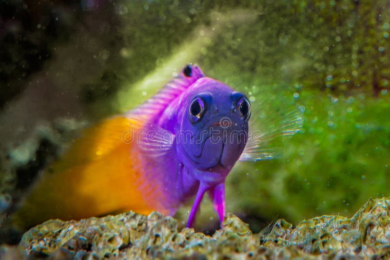 Рыбы королевское Gramma Basslet стоковое изображение rf Рыбы королевское Gramma Basslet стоковое изображение rf