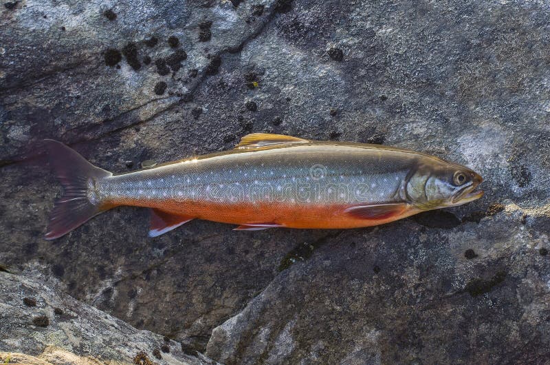 Рыбы ледовитого чарса на камне реки Salvelinus стоковое фото