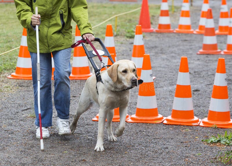 A blind person is led by her golden retriever guide dog during the last training for the dog. The dogs are undergoing various trainings before finally given to the physically disabled people. A blind person is led by her golden retriever guide dog during the last training for the dog. The dogs are undergoing various trainings before finally given to the physically disabled people.