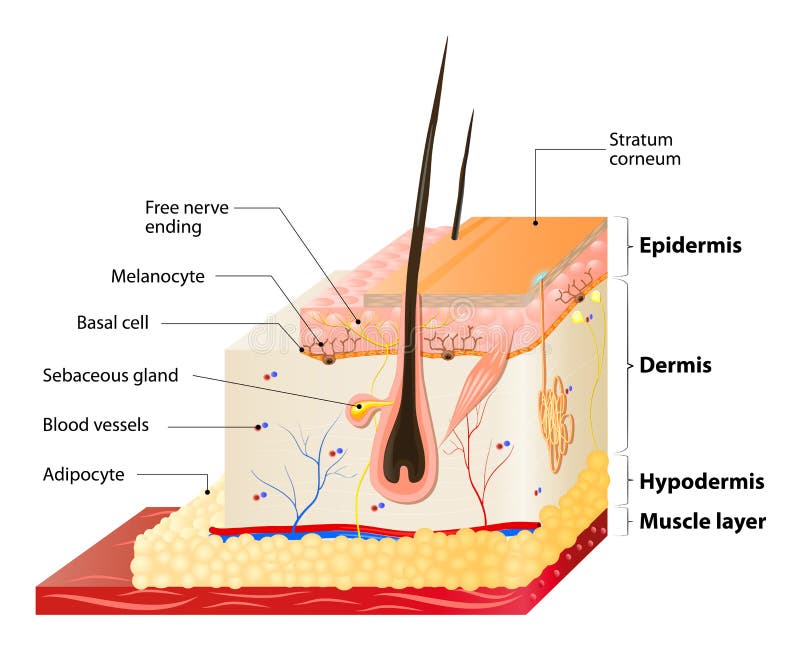 Layers Of Human Skin. Epidermis (horny layer and granular layer), Dermis (connective tissue) and Subcutaneous fat (adipose tissue). Layers Of Human Skin. Epidermis (horny layer and granular layer), Dermis (connective tissue) and Subcutaneous fat (adipose tissue)