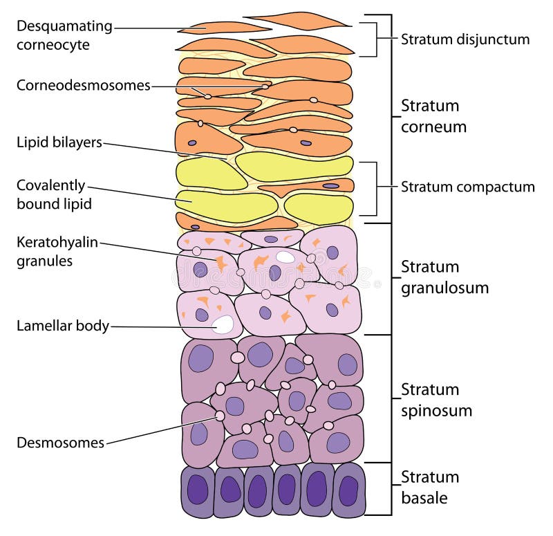 Detailed view of the skin layers, from the outermost desquamating corneocytes to the basal cells. Created in Adobe Illustrator. Detailed view of the skin layers, from the outermost desquamating corneocytes to the basal cells. Created in Adobe Illustrator.