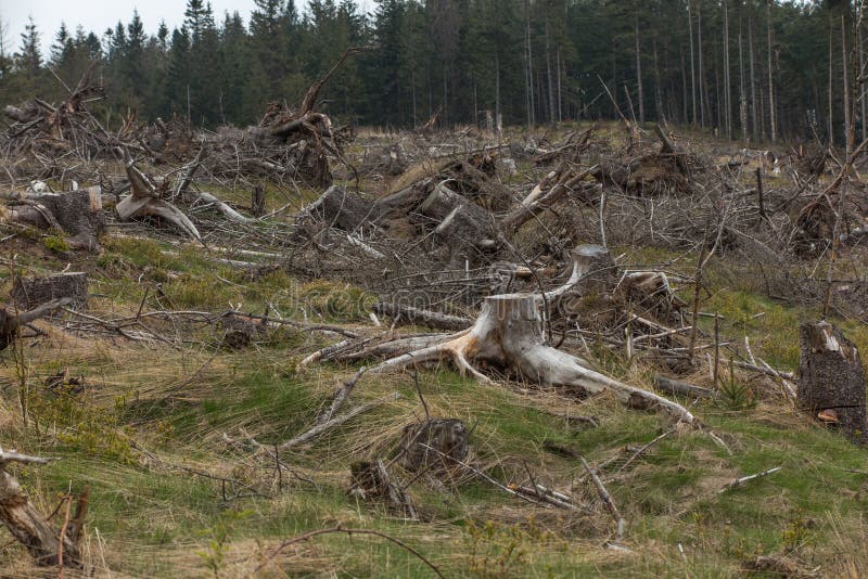 Сломленное дерево завяло вверху силезское Beskid в ar стоковые изображения rf Сломленное дерево завяло вверху силезское Beskid в ar стоковые изображения rf