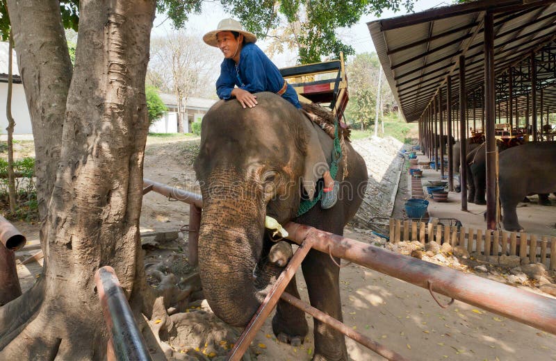 Слон и mahout имеют потеху в деревне для животных стоковые фото Слон и mahout имеют потеху в деревне для животных стоковые фото