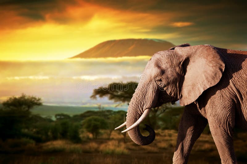 Слон на саванне. Mount Kilimanjaro на заходе солнца стоковые фото Слон на саванне. Mount Kilimanjaro на заходе солнца стоковые фото