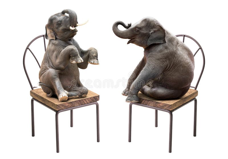 Cute baby elephant sitting on the chair isolated on white background. Cute baby elephant sitting on the chair isolated on white background