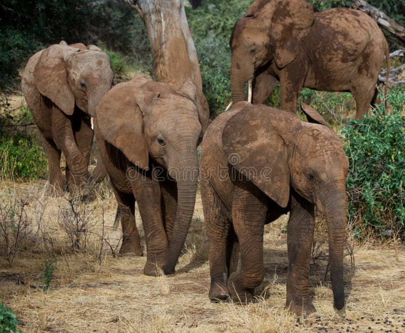 3 слона младенца идут друг к другу вышесказанного Кения Танзания serengeti Maasai Mara стоковые фотографии rf