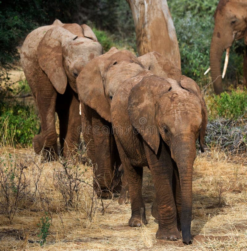 3 слона младенца идут друг к другу вышесказанного Кения Танзания serengeti Maasai Mara стоковые изображения rf