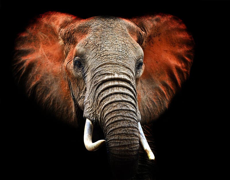 Слоны Tsavo стоковое фото Слоны Tsavo стоковое фото