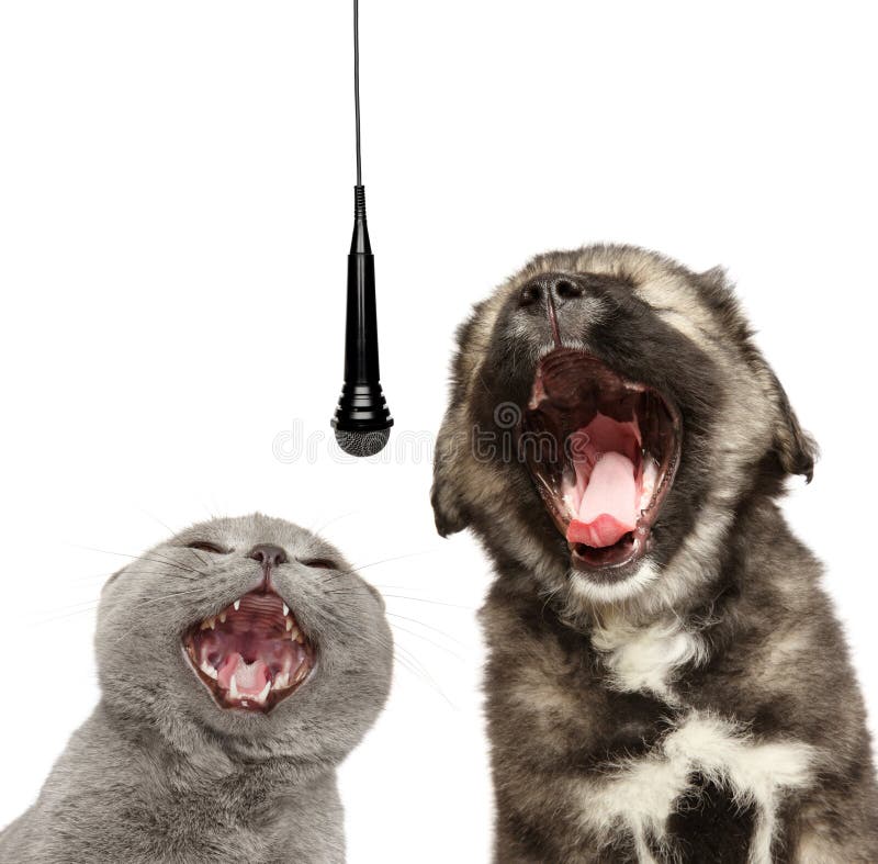 Ð¡at and dog sing together with a microphone, isolated on a white background