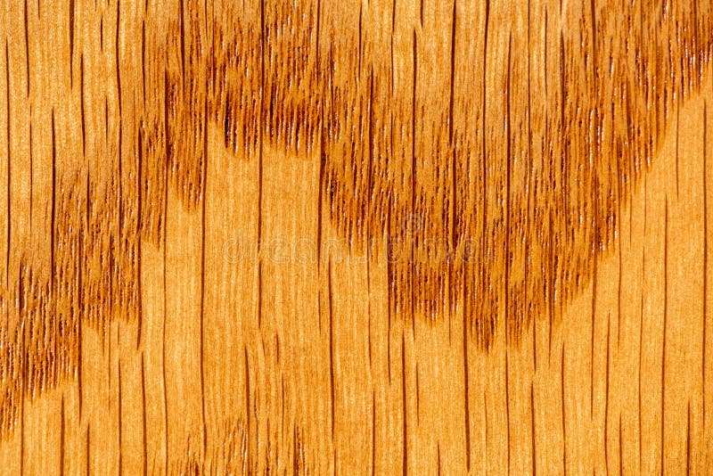 Ð¡lose-up Oak Texture with natural wood grain patterns. Smooth wooden surface for the design of facades and floors. Clear polish.