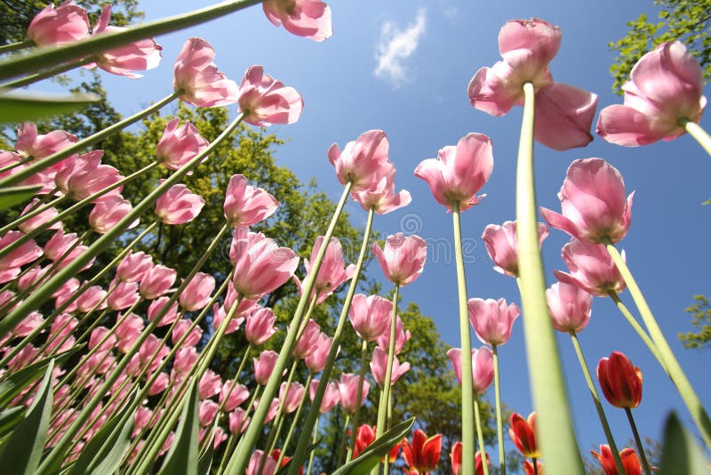 Сад Keukenhof в Голландии стоковые изображения Сад Keukenhof в Голландии стоковые изображения