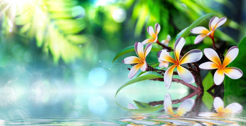 Сад Дзэн с frangipani стоковые фотографии rf Сад Дзэн с frangipani стоковые фотографии rf