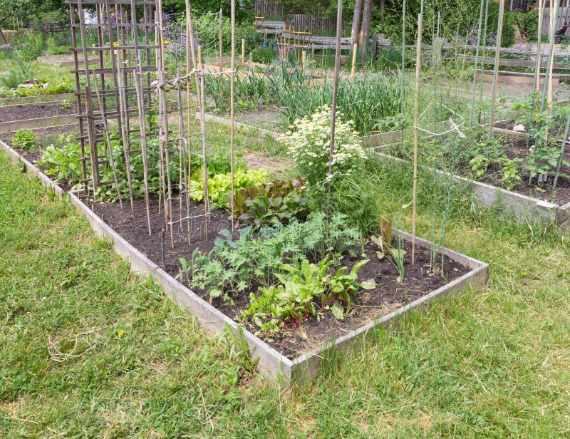 Vegetables growing in community garden. Vegetables growing in community garden