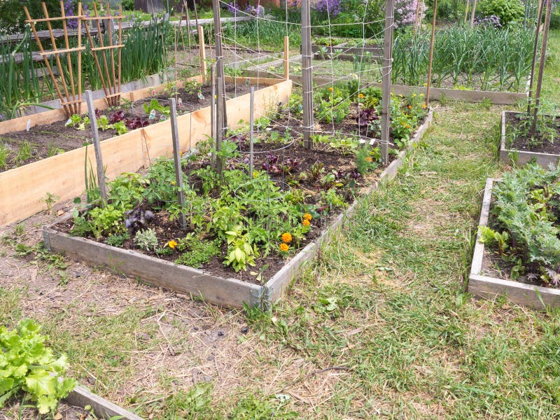 Vegetables growing in community garden. Vegetables growing in community garden