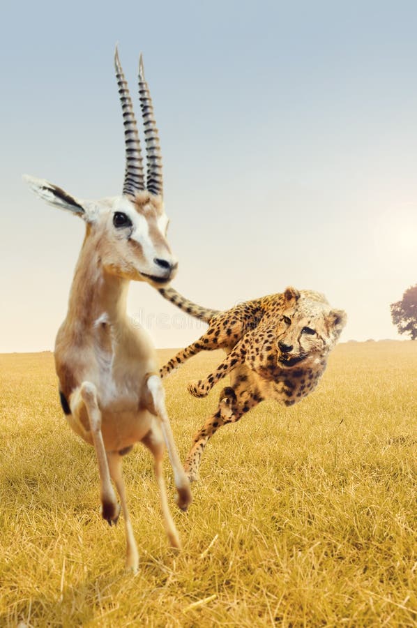 Close up of a running cheetah hunting a gazelle, which is trying to get away. This image replaces image nr 19474896. Close up of a running cheetah hunting a gazelle, which is trying to get away. This image replaces image nr 19474896.