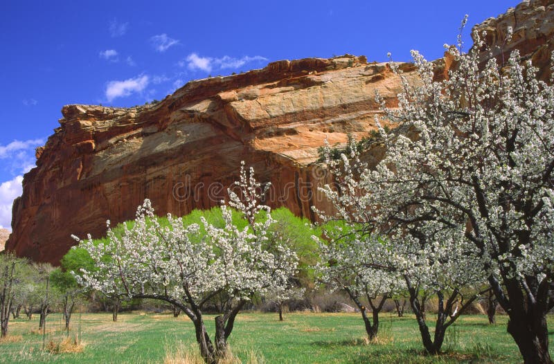сад fruita canyonlands стоковые фотографии rf сад fruita canyonlands стоковые фотографии rf