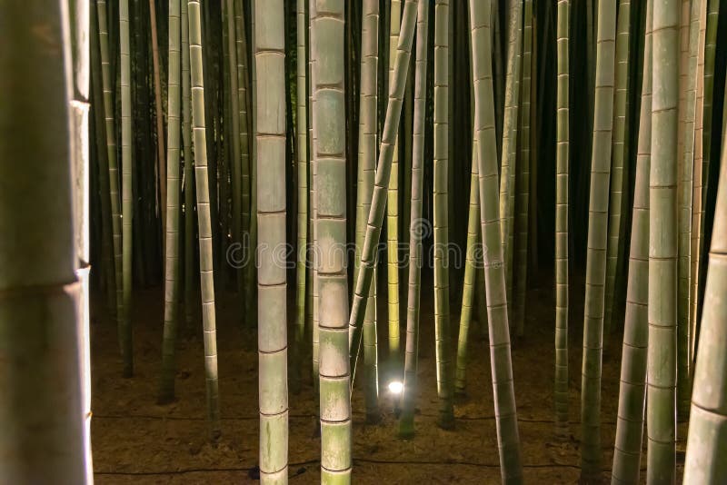 Сад дзэна рощи Arashiyama бамбуковый освещает вверх вечером стоковая фотография rf Сад дзэна рощи Arashiyama бамбуковый освещает вверх вечером стоковая фотография rf
