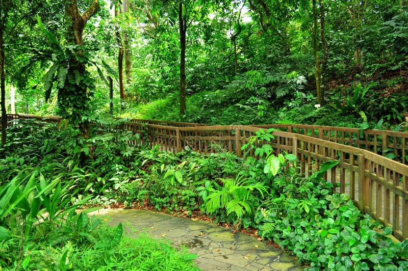 A peaceful garden with forested background at Bukit Timah nature reserve, Singapore. A peaceful garden with forested background at Bukit Timah nature reserve, Singapore