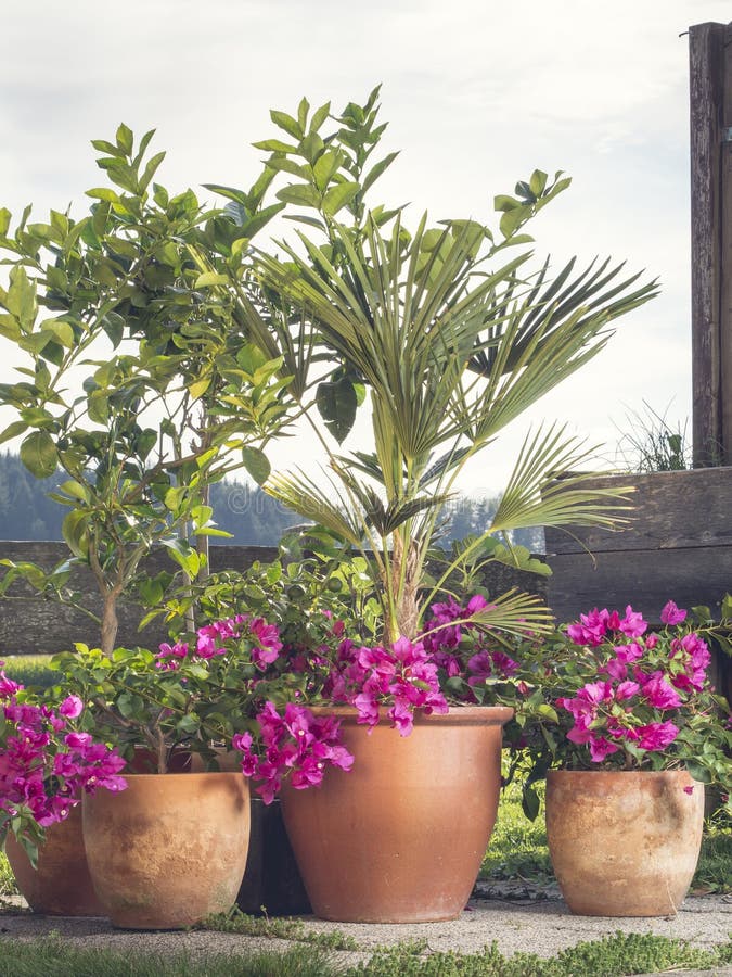 Nice garden situation containing flowers, tropical plants Bougainvillea, citrus, palm, fig tree planted in containers or terracota pots. Nice garden situation containing flowers, tropical plants Bougainvillea, citrus, palm, fig tree planted in containers or terracota pots