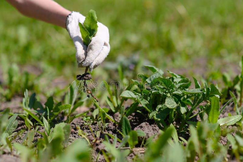 Gardener`s hand in a glove holds a weed over the garden. garden work. Gardener`s hand in a glove holds a weed over the garden. garden work