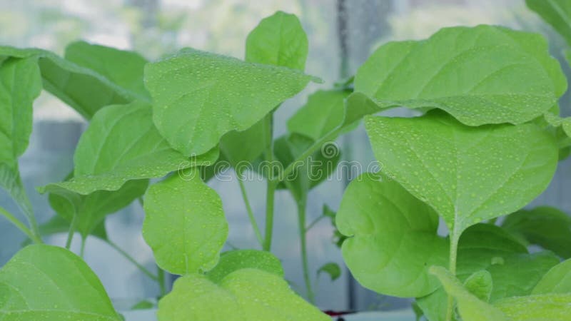 Саженцы баклажана на windowsill